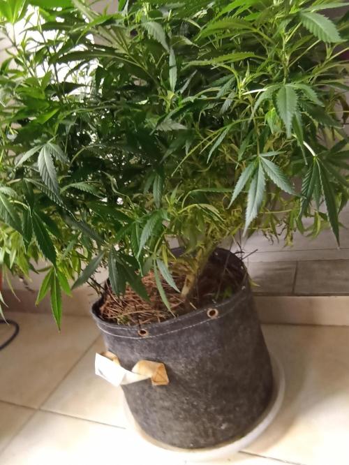Cookies Gelato Feminized 🍪 🍦. Week 17