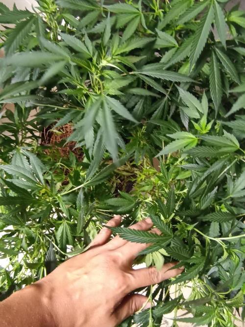 Cookies Gelato Feminized 🍪 🍦. Week 17