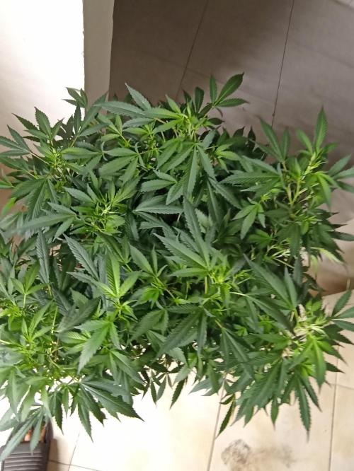 Cookies Gelato Feminized 🍪 🍦. Week 17