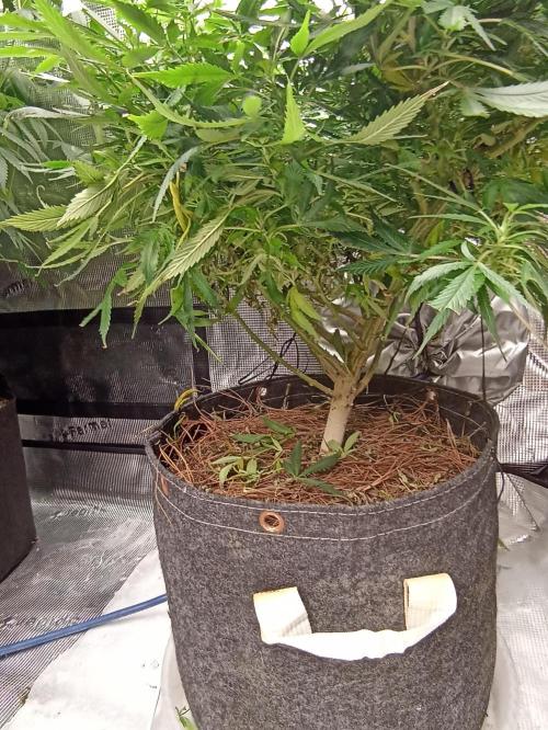 Cookies Gelato Feminized 🍪 🍦. Week 17