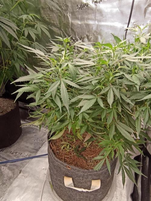 Cookies Gelato Feminized 🍪 🍦. Week 17