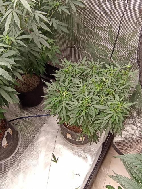 Grow Tent 8’x4’x6.5′ (240cm x 120cm x 200cm). Week 17