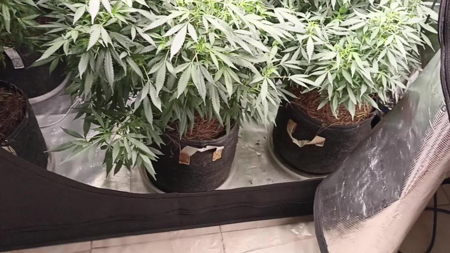 Grow Tent 8’x4’x6.5′ (240cm x 120cm x 200cm). Week 18
