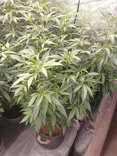 Special Kush #1. Week 19