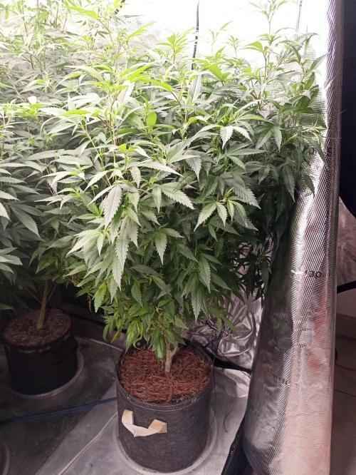 Special Kush #1. Week 19