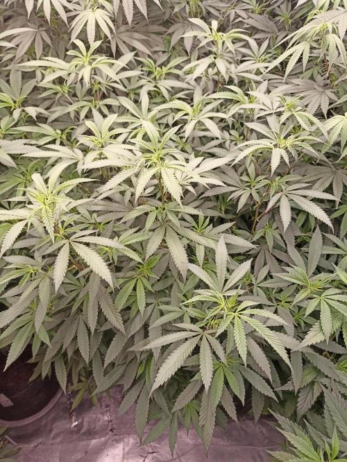 Special Kush #1. Week 19