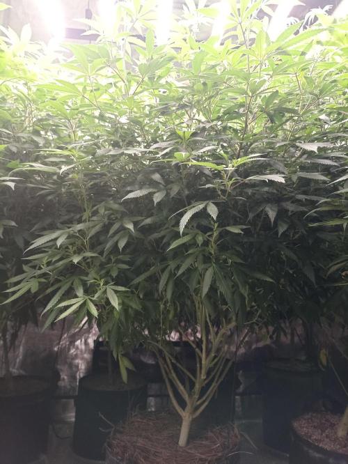 Special Kush #1. Week 19