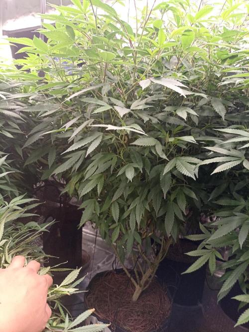 Special Kush #1. Week 19