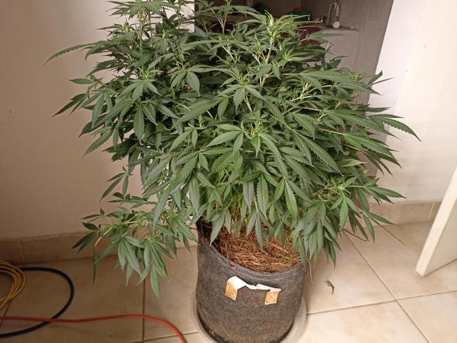 Cookies Gelato Feminized 🍪 🍦. Week 19