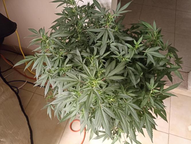 Cookies Gelato Feminized 🍪 🍦. Week 19
