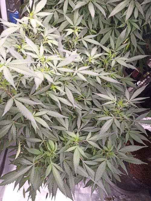 Cookies Gelato Feminized 🍪 🍦. Week 19