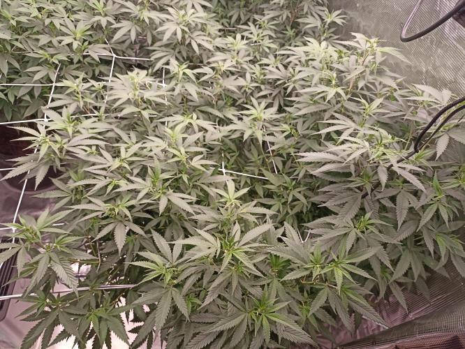Special Kush #1. Week 20