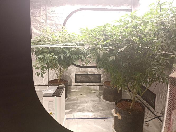 Special Kush #1. Week 20