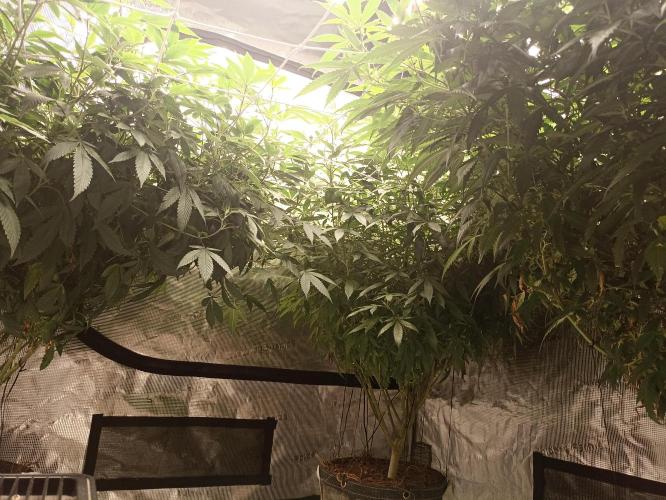 Special Kush #1. Week 20