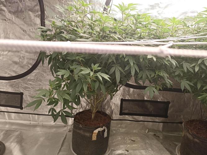 Special Kush #1. Week 20