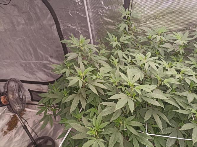 Special Kush #1. Week 20