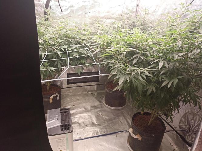 Special Kush #1. Week 20
