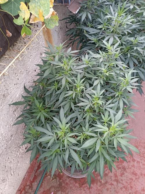 Cookies Gelato Feminized 🍪 🍦. Week 20