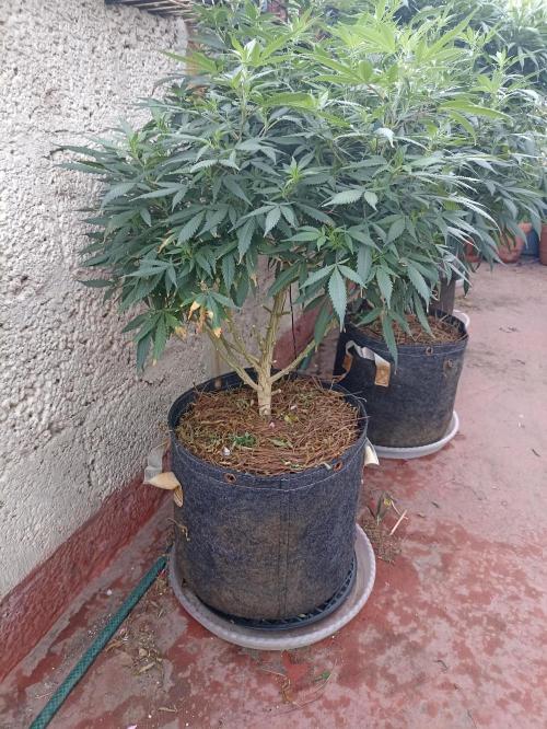 Cookies Gelato Feminized 🍪 🍦. Week 20