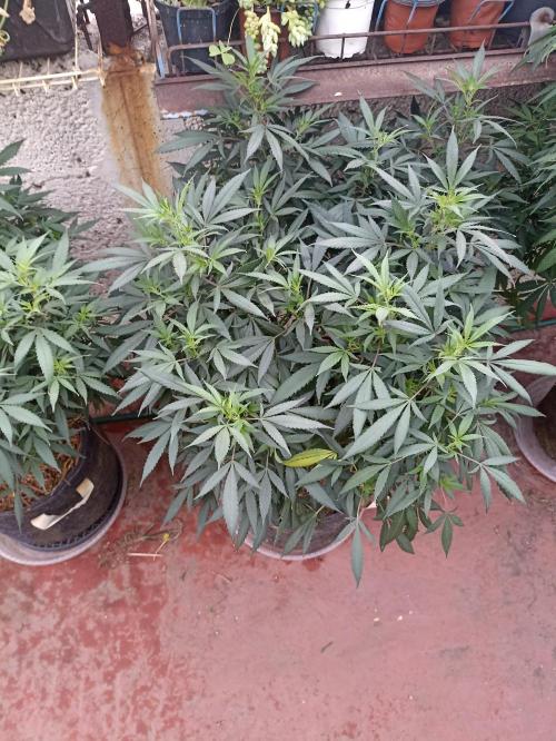 Cookies Gelato Feminized 🍪 🍦. Week 20