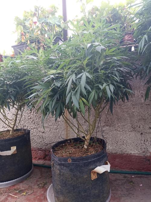 Grow Tent 8’x4’x6.5′ (240cm x 120cm x 200cm). Week 20