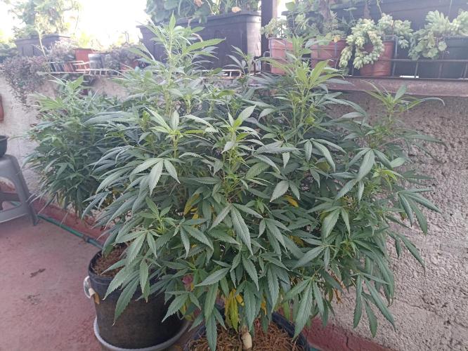 Cookies Gelato Feminized 🍪 🍦. Week 21