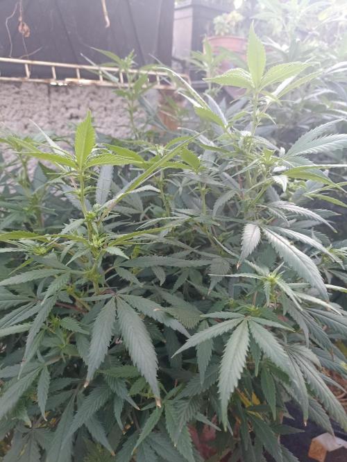 Cookies Gelato Feminized 🍪 🍦. Week 21