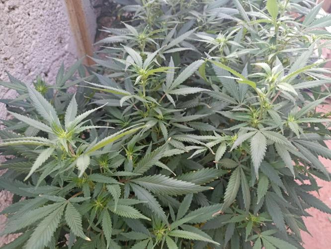 Grow Tent 8’x4’x6.5′ (240cm x 120cm x 200cm). Week 21