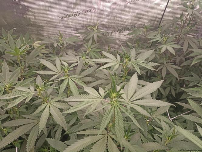 Special Kush #1. Week 21