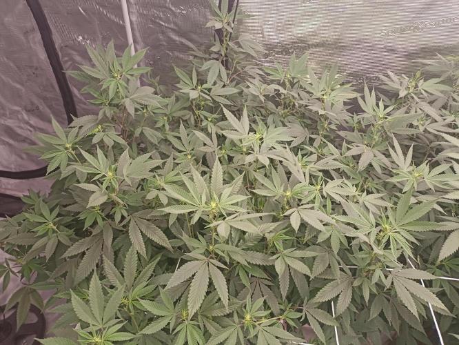 Special Kush #1. Week 21