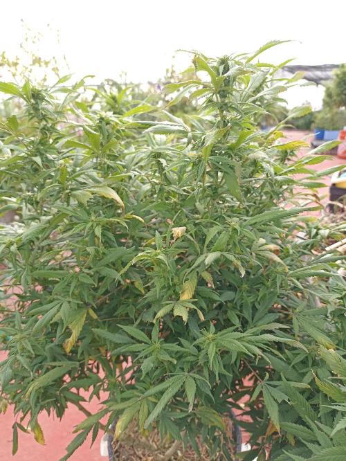 Cookies Gelato Feminized 🍪 🍦. Week 22