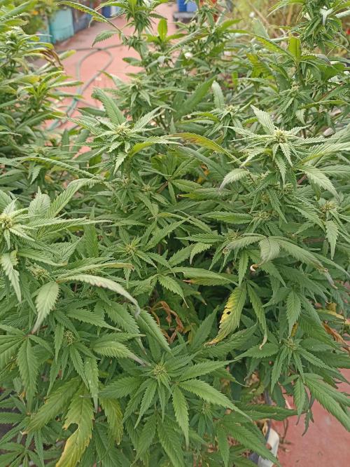 Cookies Gelato Feminized 🍪 🍦. Week 22