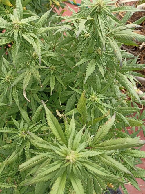 Cookies Gelato Feminized 🍪 🍦. Week 22