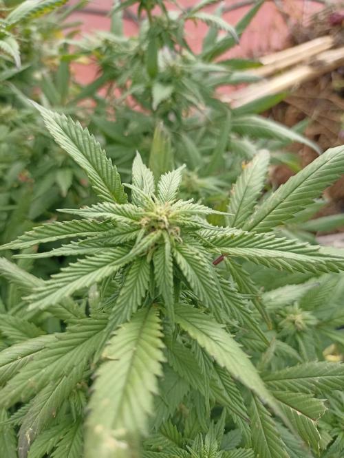 Cookies Gelato Feminized 🍪 🍦. Week 22