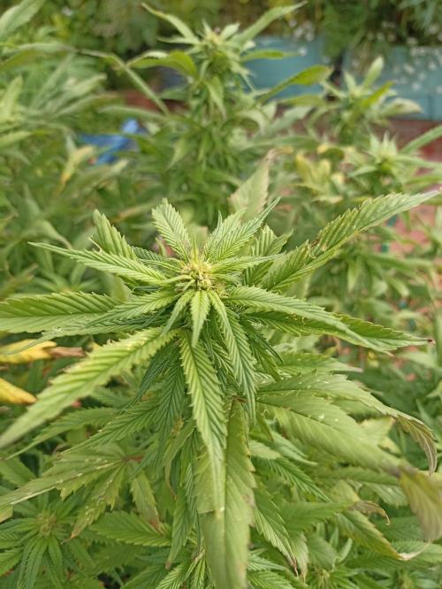 Grow Tent 8’x4’x6.5′ (240cm x 120cm x 200cm). Week 22