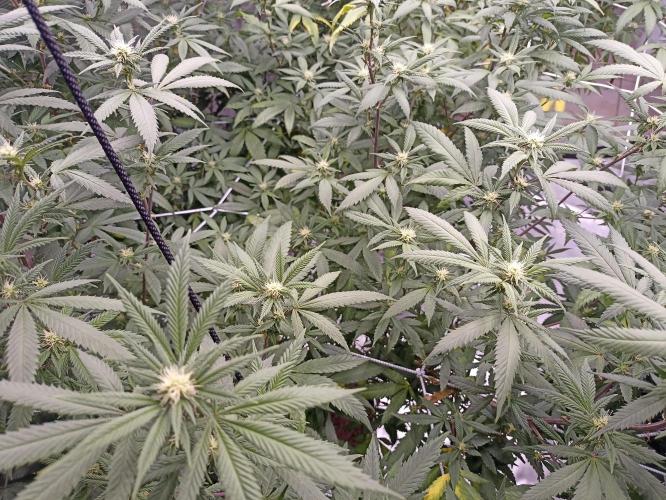 Special Kush #1. Week 22