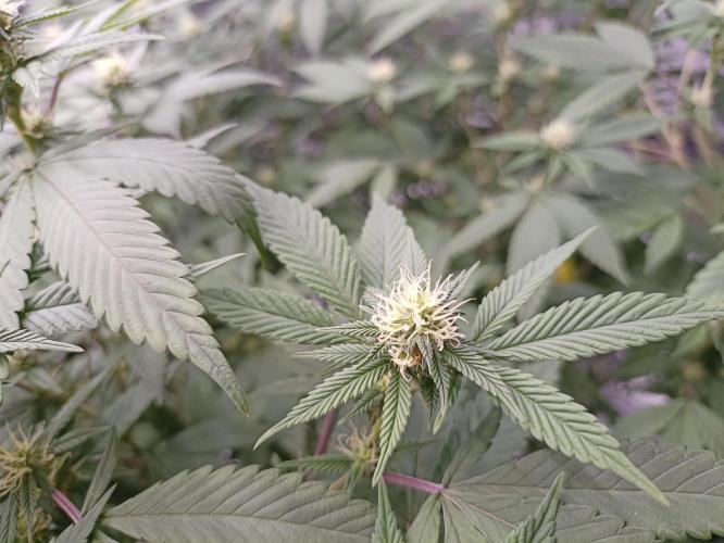 Special Kush #1. Week 22