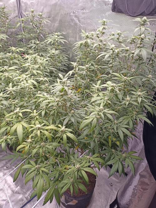 Special Kush #1. Week 22