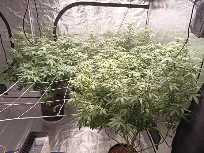 Special Kush #1. Week 22