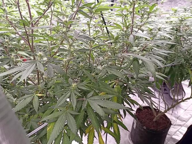Special Kush #1. Week 22