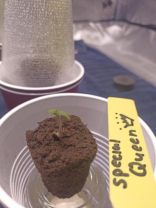 Special Queen #1. Week 0