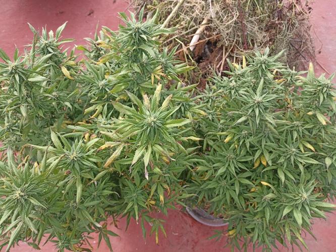 Cookies Gelato Feminized 🍪 🍦. Week 24