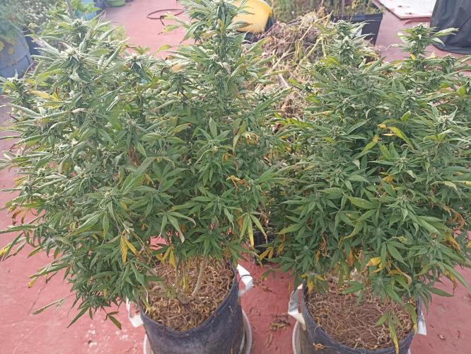 Cookies Gelato Feminized 🍪 🍦. Week 24