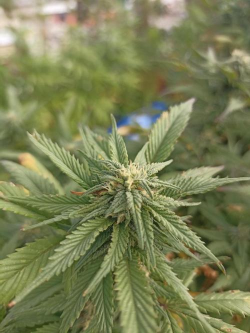 Cookies Gelato Feminized 🍪 🍦. Week 24
