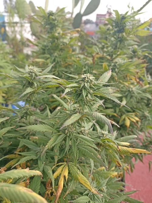 Cookies Gelato Feminized 🍪 🍦. Week 24