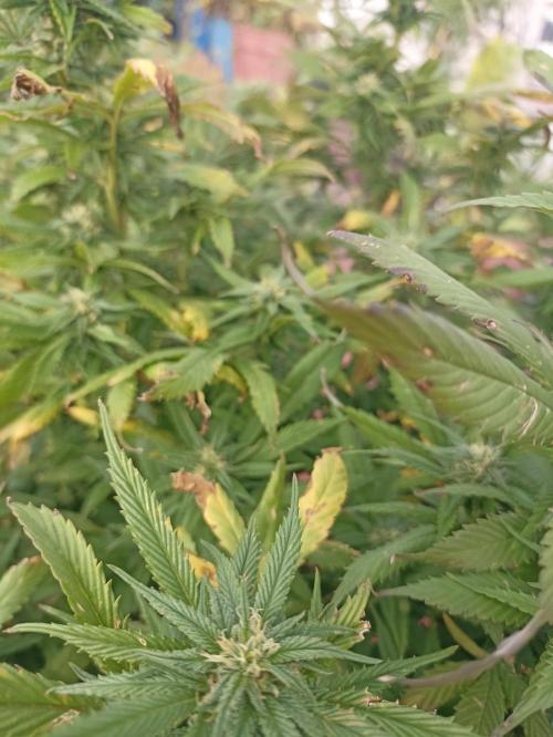 Cookies Gelato Feminized 🍪 🍦. Week 24