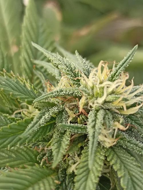 Cookies Gelato Feminized 🍪 🍦. Week 24