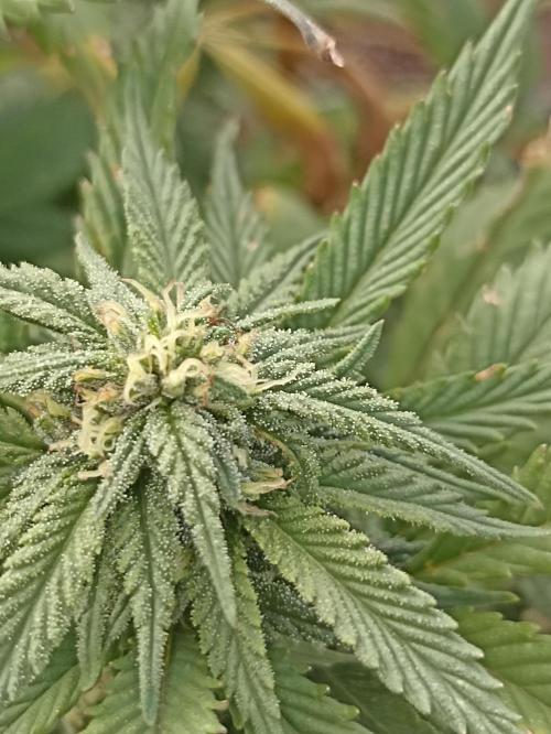Cookies Gelato Feminized 🍪 🍦. Week 24