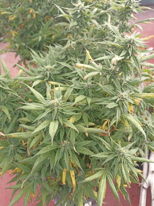 Cookies Gelato Feminized 🍪 🍦. Week 24