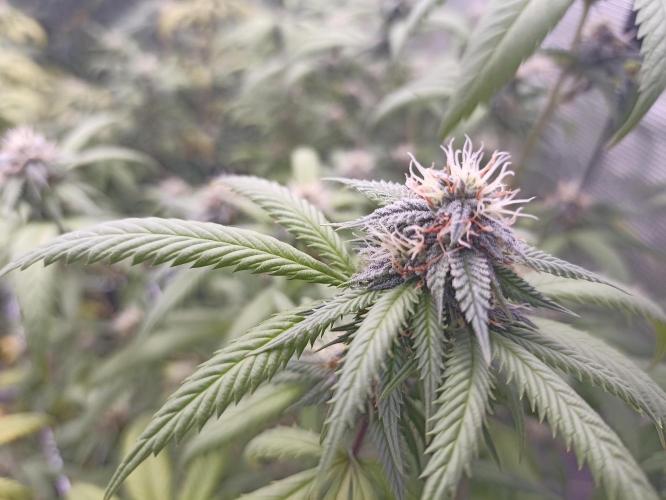 Special Kush #1. Week 23